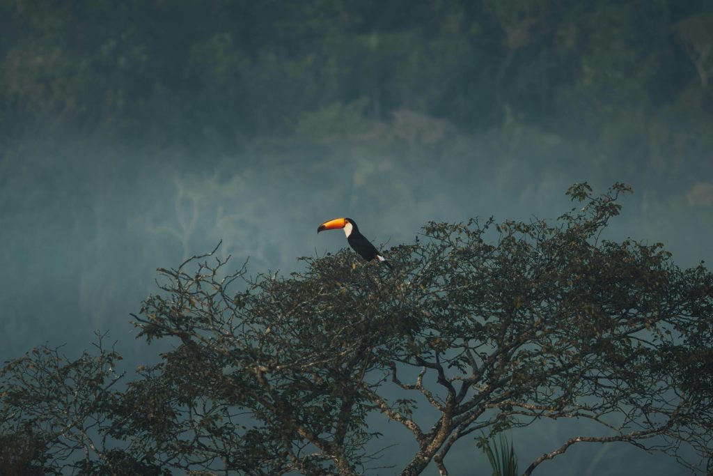 pexels matheus bertelli